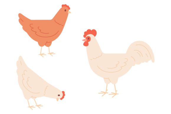 Chickens Walking. Farm Birds Color Icon: Graphics & Illustrations