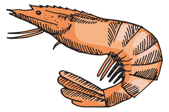 Shrimp Color Illustration. Seafood Menu