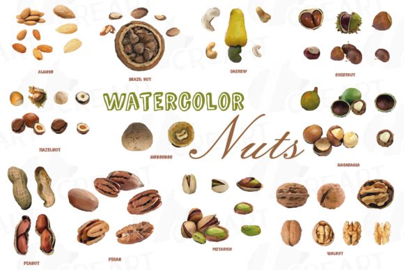 Watercolour Nuts Chart Clip Art Pack: Graphics & Print Templates